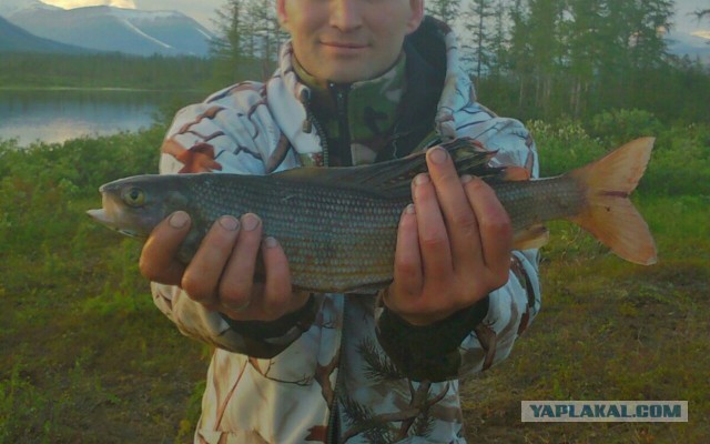 А какое хобби у вас?
