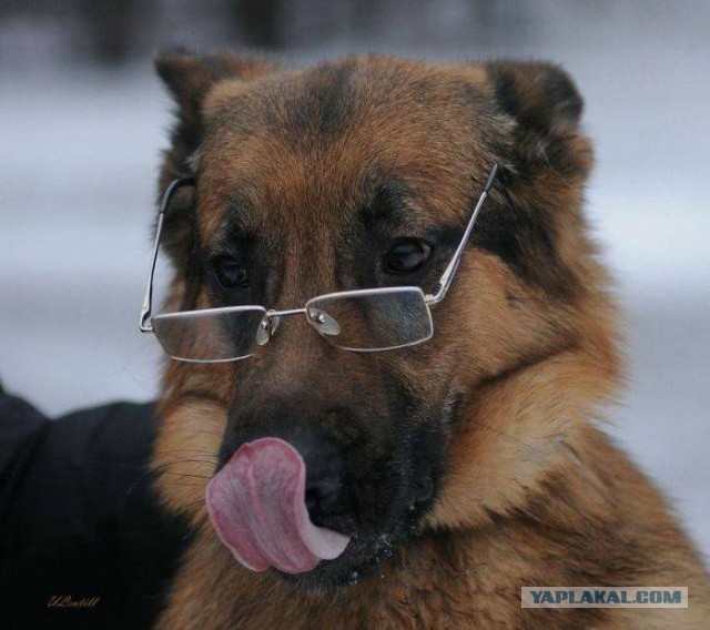Весёлости