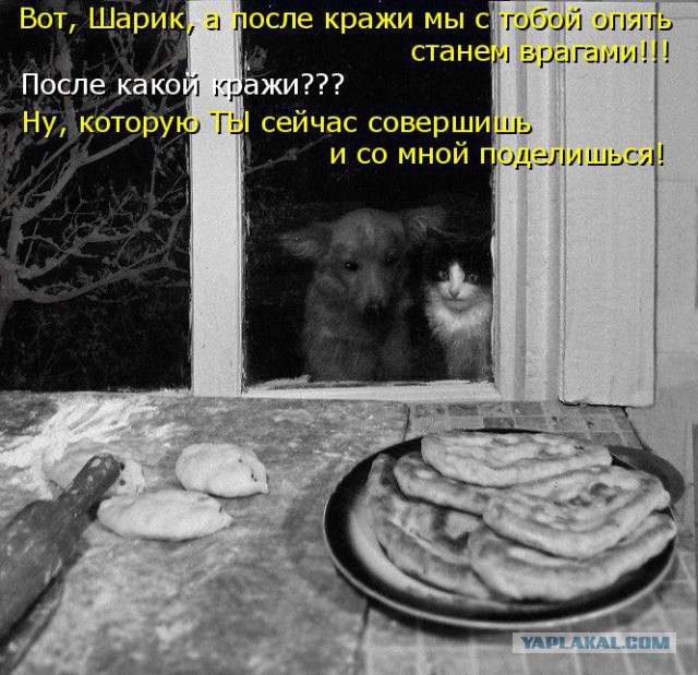 Собаки против котов