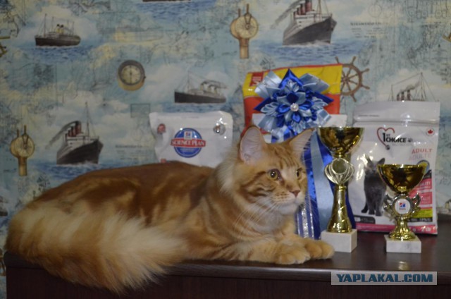 Котооо-о-о-вторник