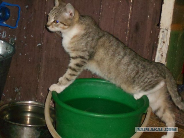 Жизнь домашнего приюта для котеек 97