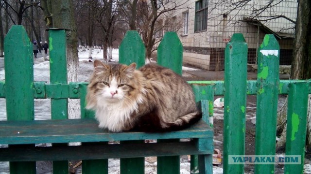 Котовторник 02.02.2016
