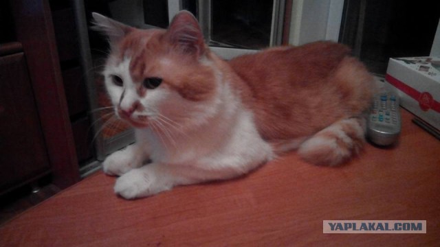 Котовторник 23.02.2016