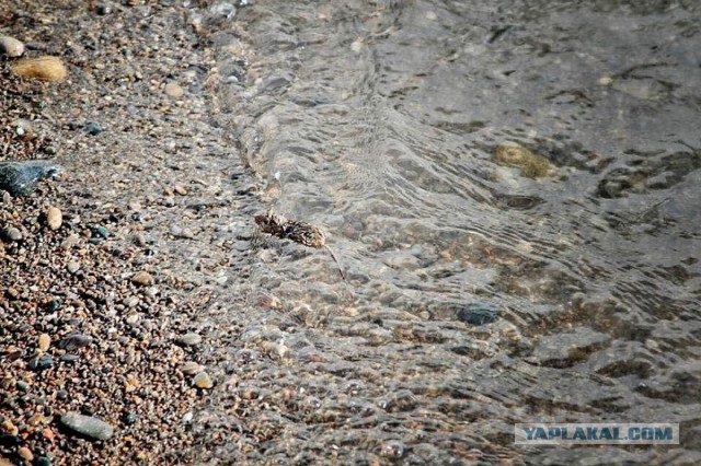 В мире животных: сказка о маленьком, но очень храбром мышонке