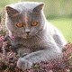 Авторские аватары для яповцев