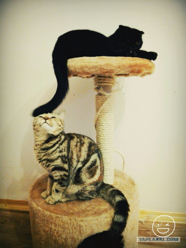 Котовторник 11.10.2016
