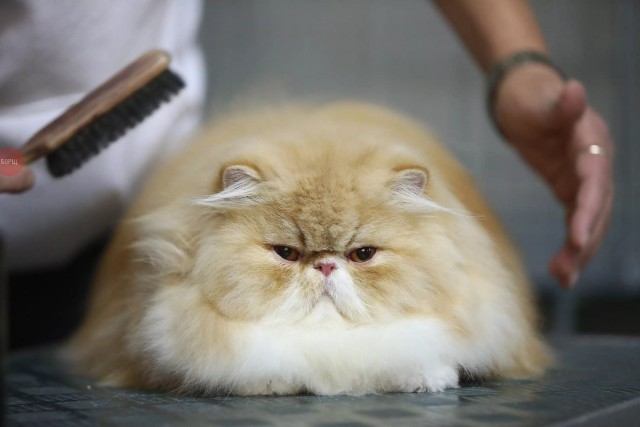 Коты из сети