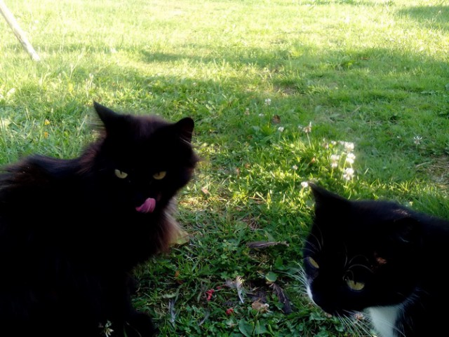 Котовторник 07.03.2017