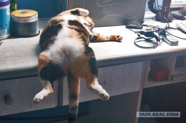 Коты и Кошки