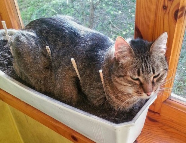 Коты и Кошки