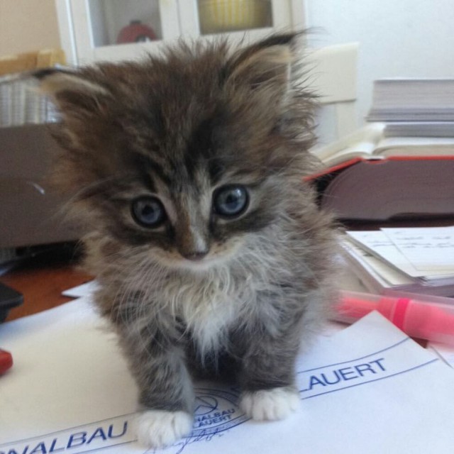 Коты и Кошки