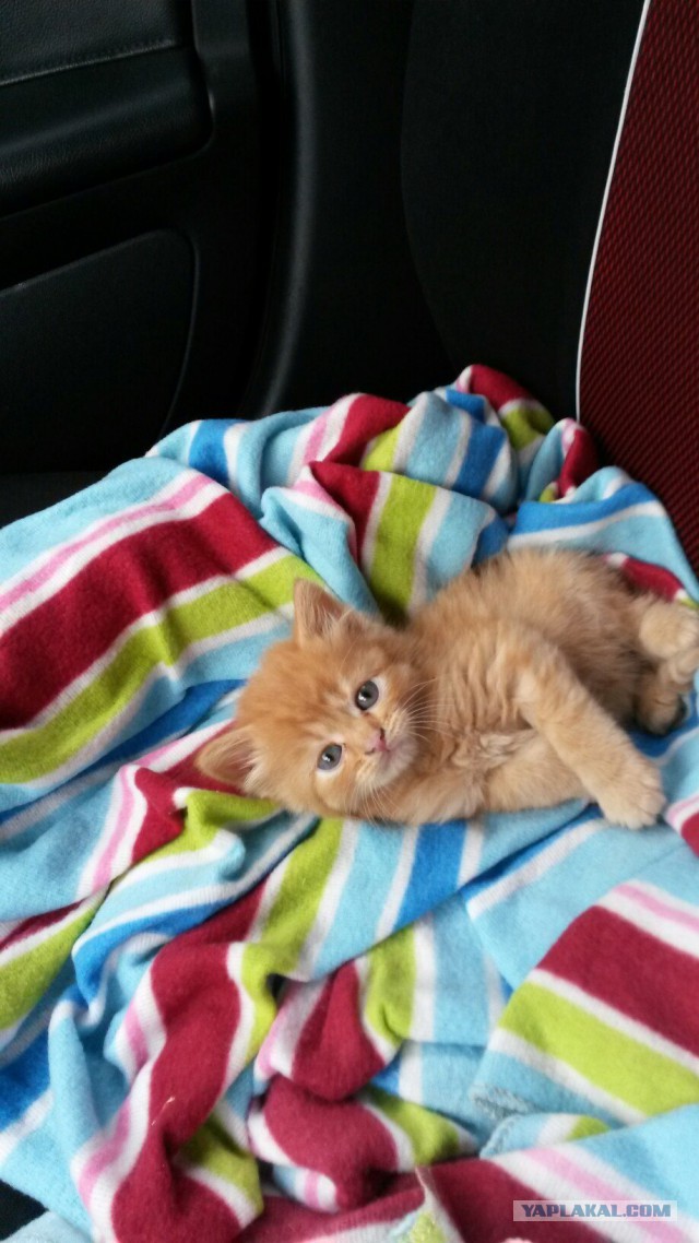 Котовторник!