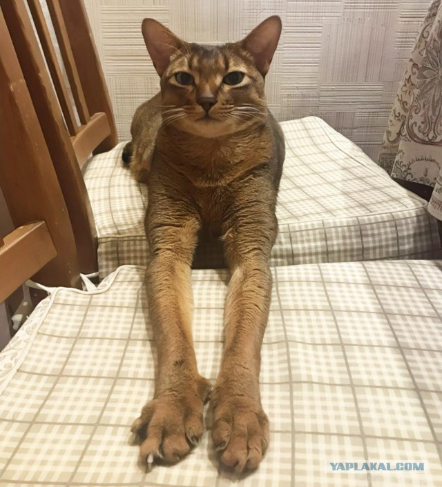 Котовторник 16.01.2018