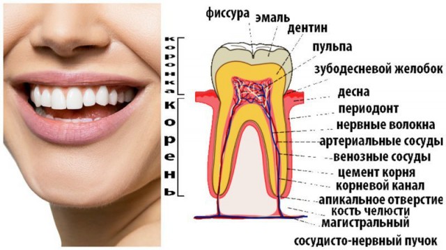 Макрофото, заставляющие взглянуть на привычное под другим углом