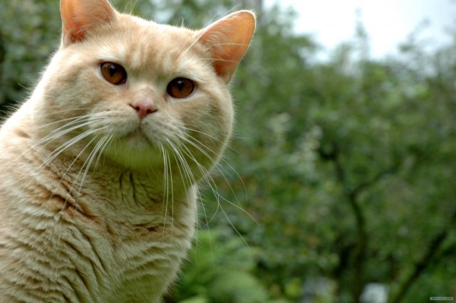 Уррааа! Котомет на ЯПлакалъ.