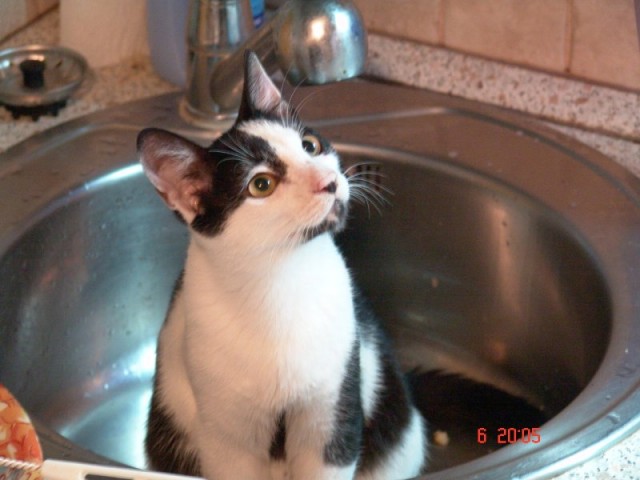 Котовторник (02.06.2009)