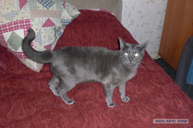 It's Catursday Fever! (Котовторник)