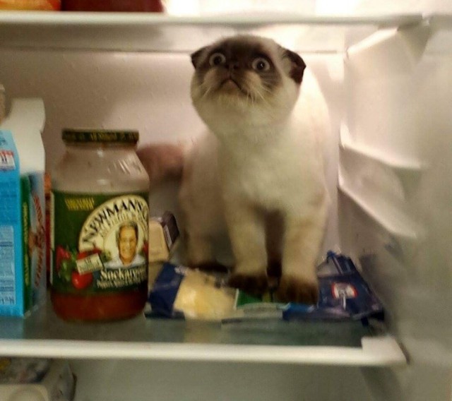Прикольных котов пост