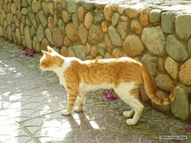 Египетские киски. (без цензуры)