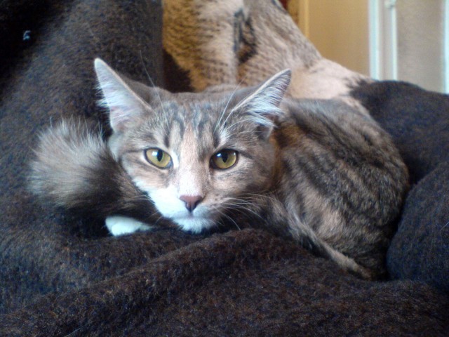 Котовторник  28.08.12