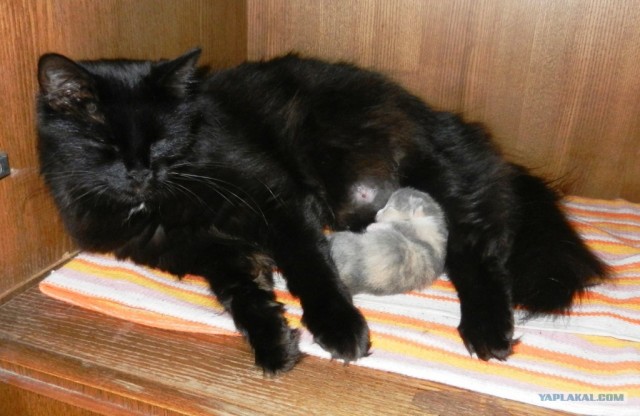 Котовторник 30.10.2012