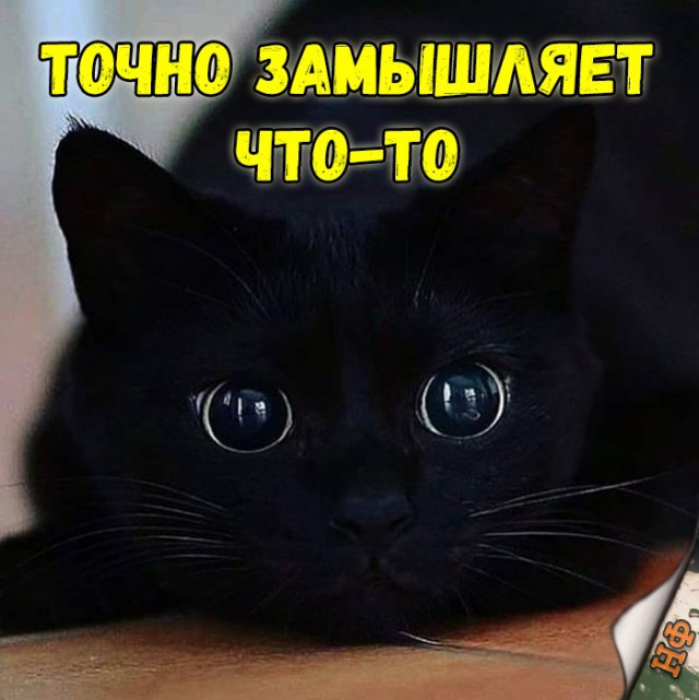 Забавные фото котеек