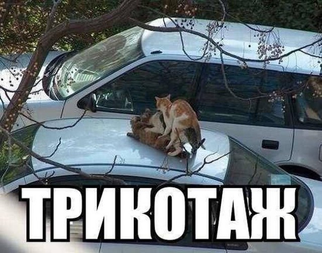 Забавные фото котеек