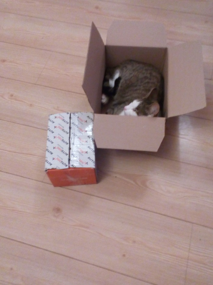 Кошки, которые заснули в самых невообразимых позах