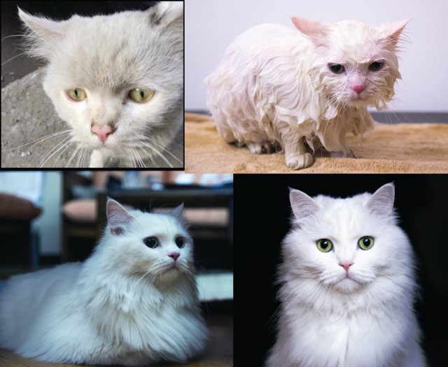 18 фотографий животных до и после того, как они нашли любящих хозяев