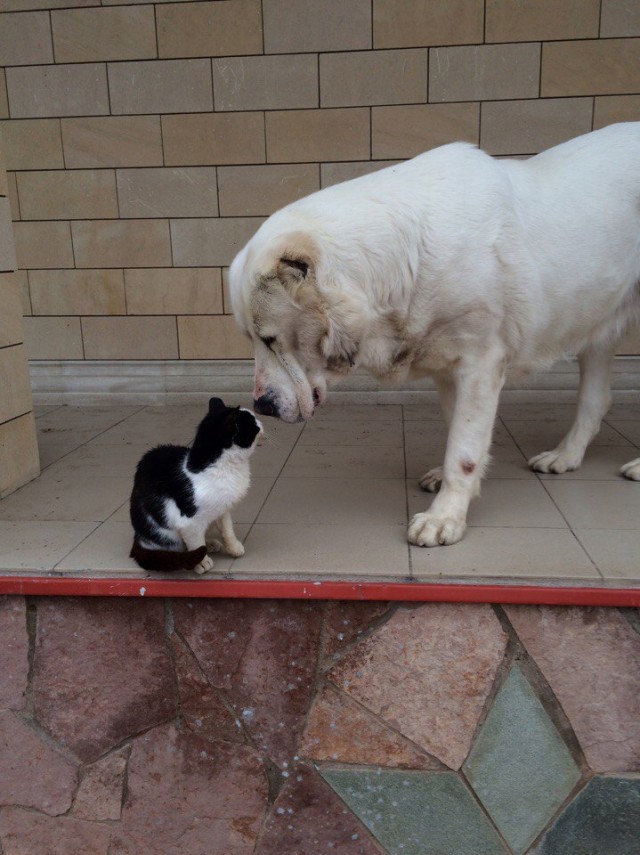 Уже не котовторник, но еще и не собакочетверг