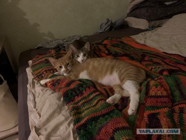 Котовторник 28.01.2020