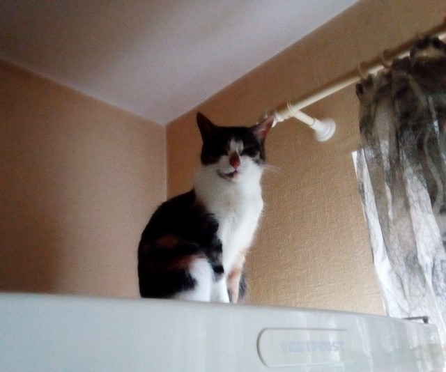 Котовторник?! Коты во вторник!