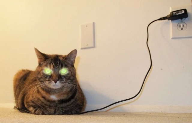 Кошка бьется током