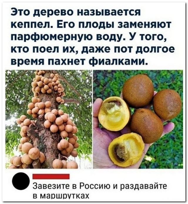 Забавные комментарии из социальных сетей (14.12.20)