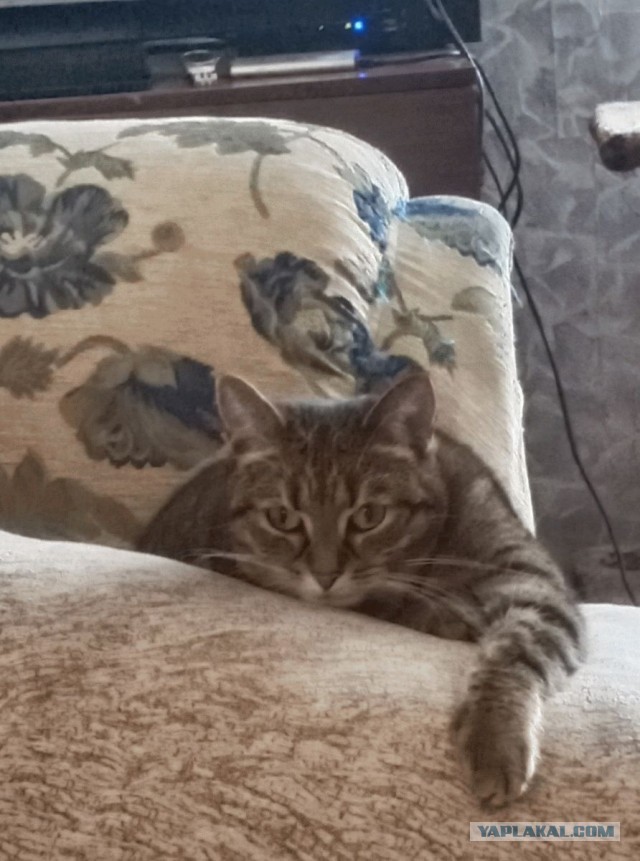 Котовторник. Добавляйте своих
