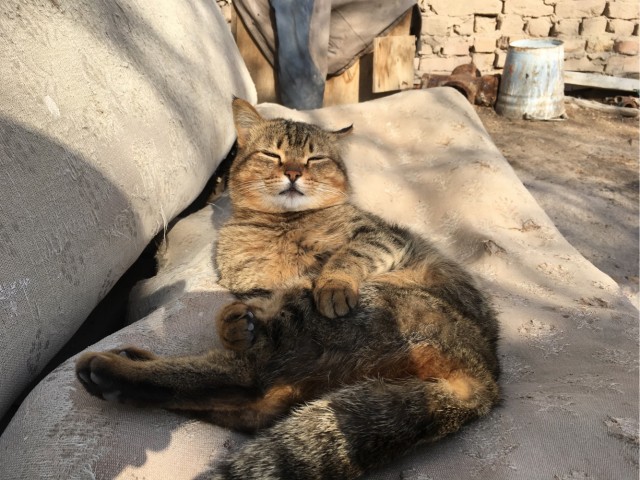 Котовторнику быть!