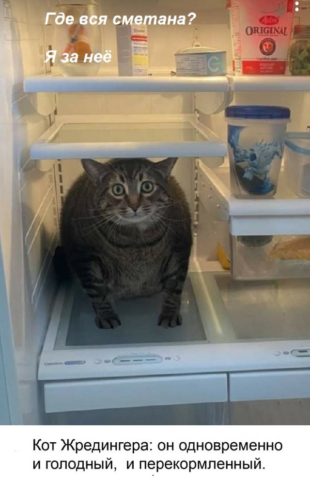 Картинки с котами и про котов