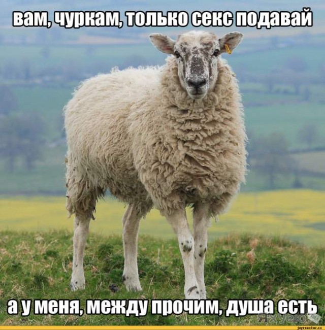 В защиту прав животных