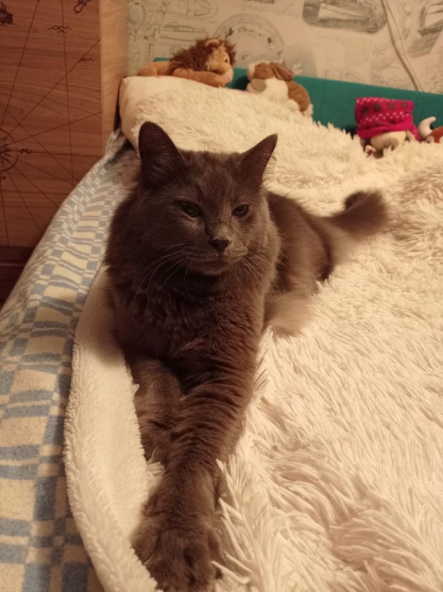 Котовторник же!
