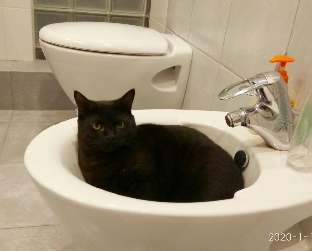 Котовторник же очередной