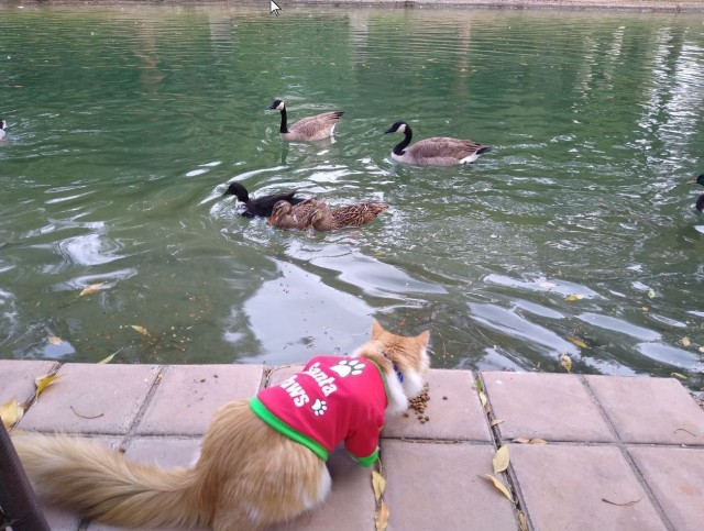 Коты в США