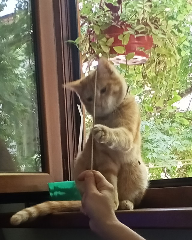 Всемирный день кошек