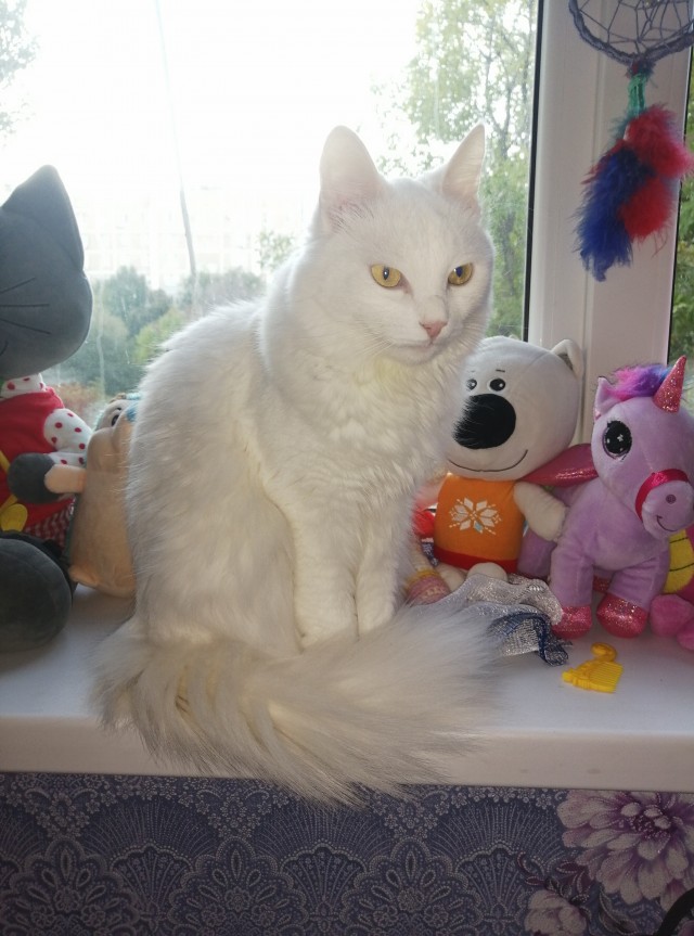 Котовторник 05.10.21 г