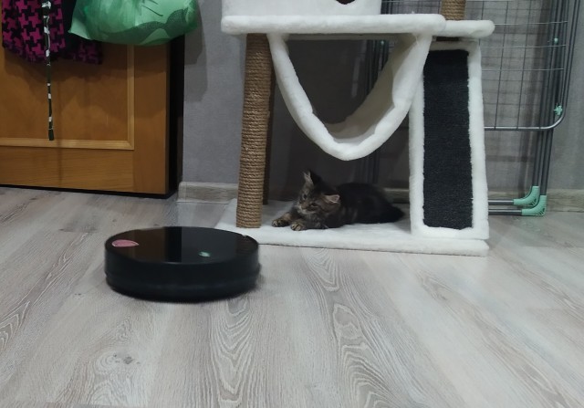 Кошка