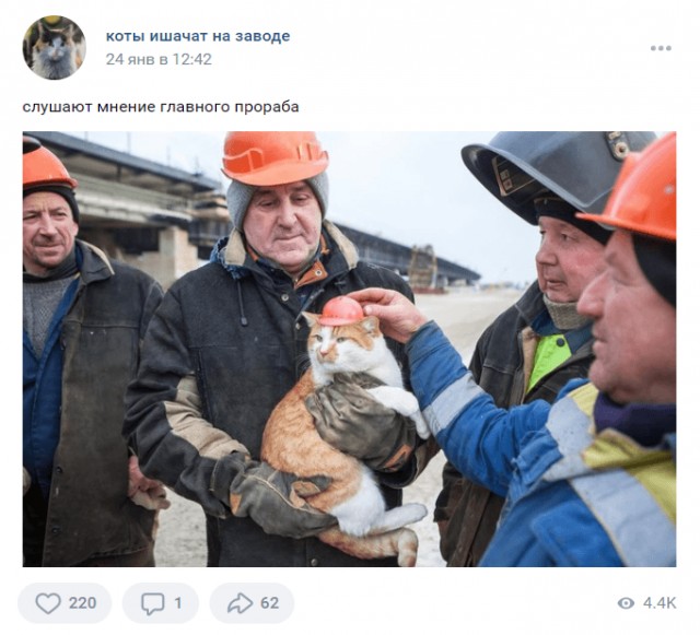 Коты ишачат на заводе