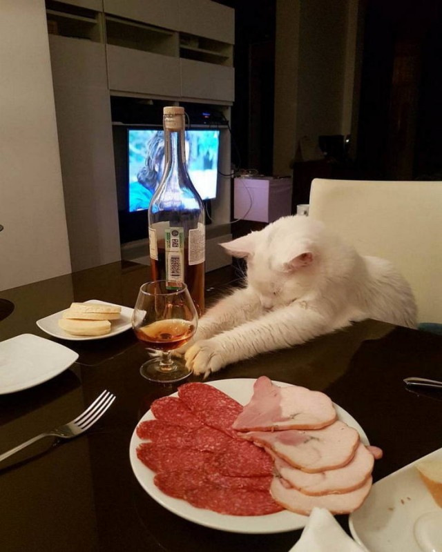 Эволюция котов