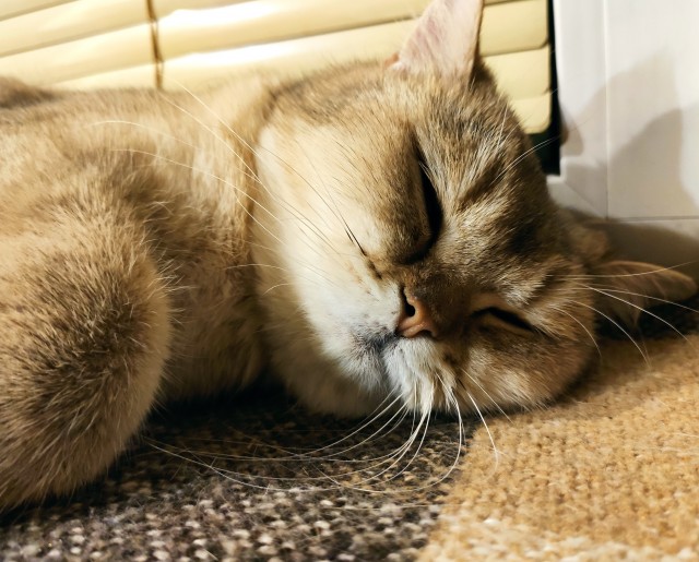 Котовторник. Королева помойки