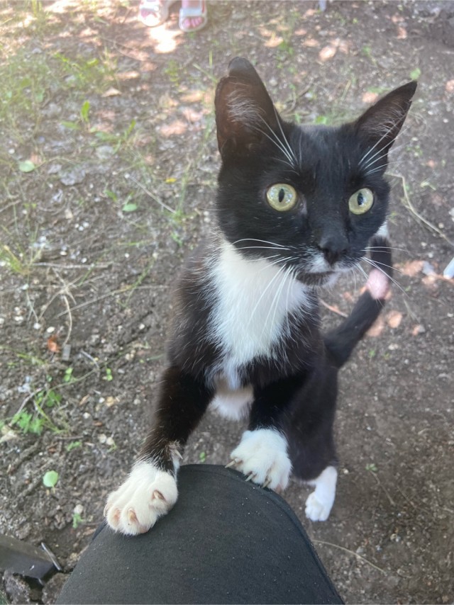 Ура! Котовторник.