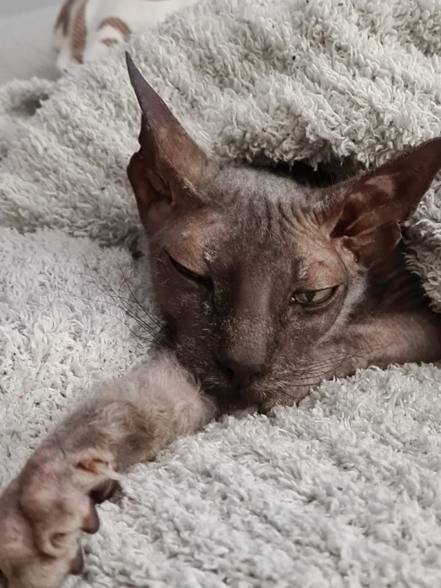 С Котовторником вас! Зовут Чеса!