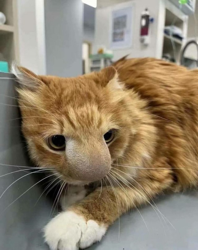 Котик после битвы с пчелой